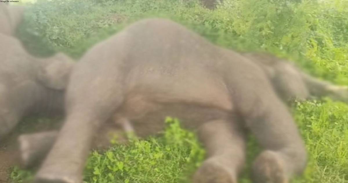Four elephants die in Andhra's Srikakulam; electrocution suspected